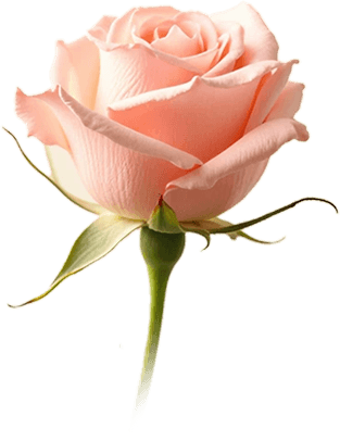 rose absolut